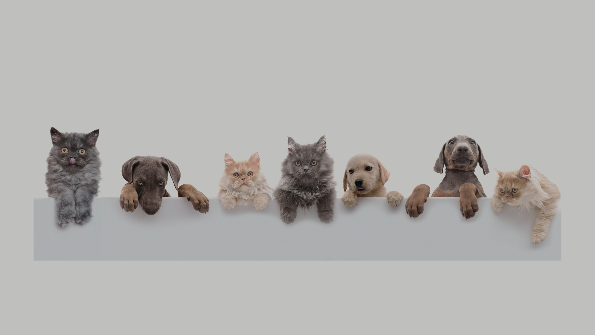 Pets